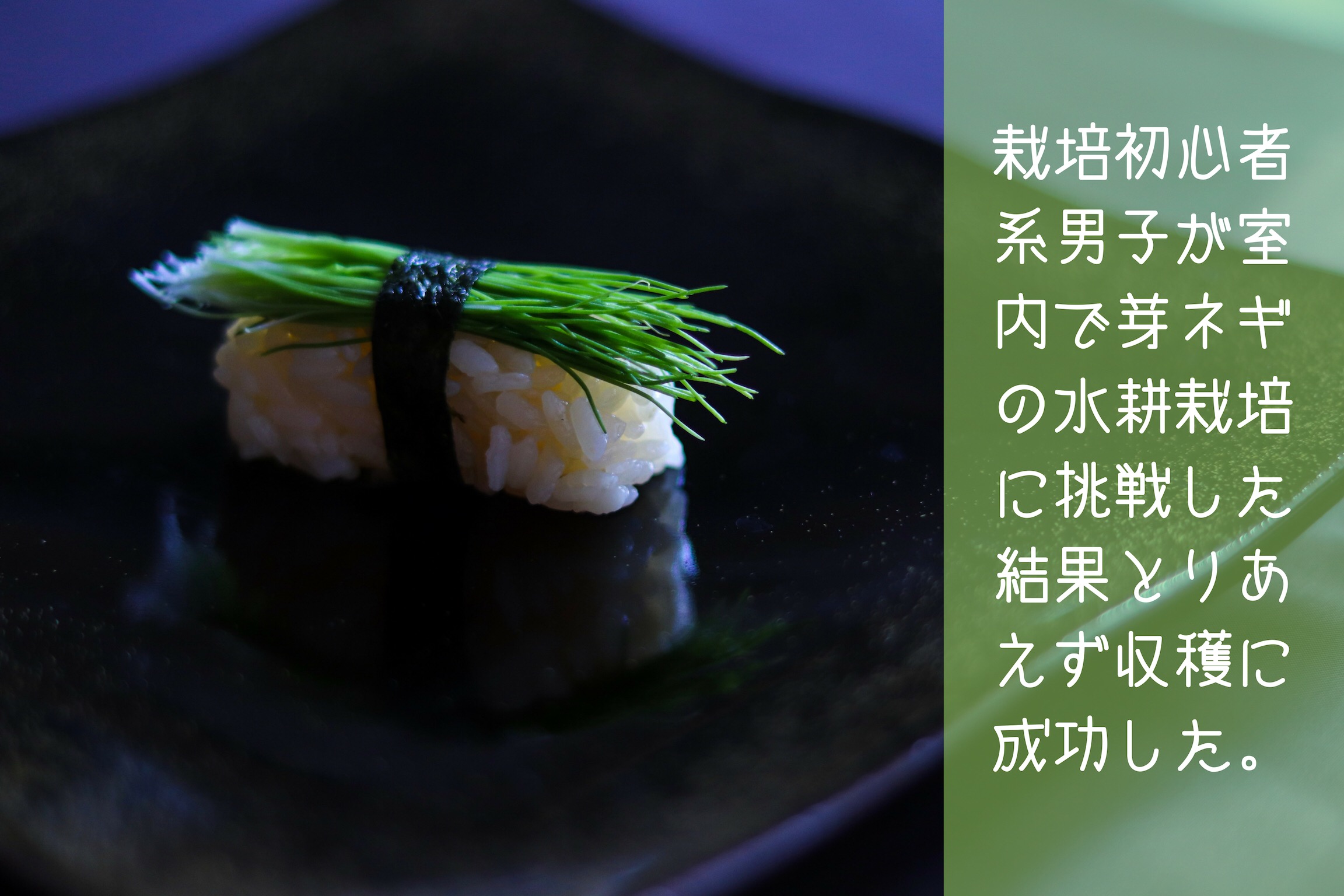寿司 芽 ネギ 晩ごはん⋆お寿司 豚肉とにんにくの芽炒め